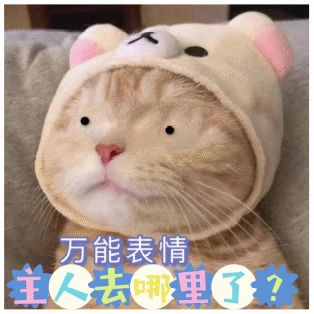 疫情下铲屎官的乱室佳人们该何去何从？